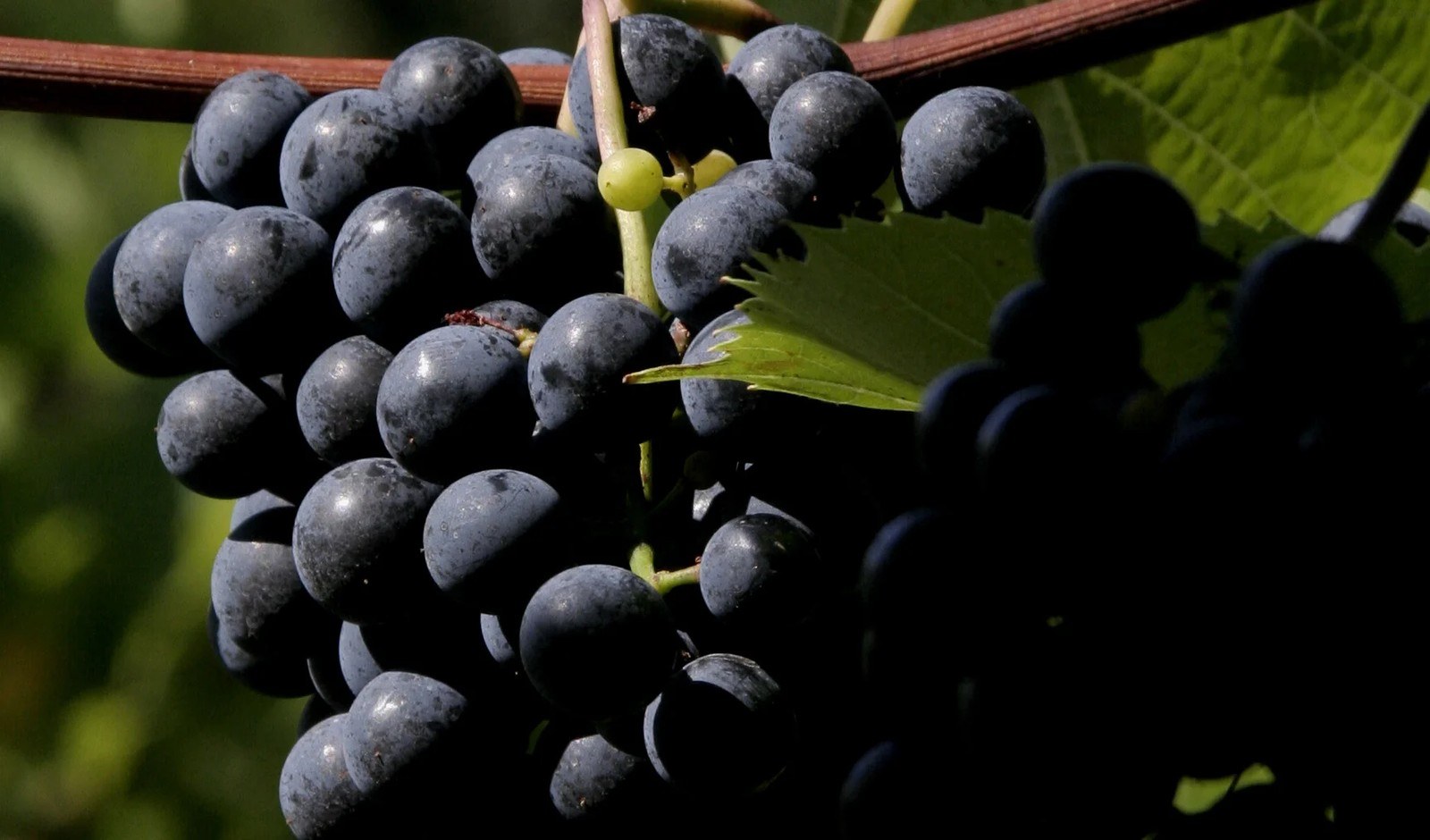 Happy Valley Vineyard & Winery, LLC