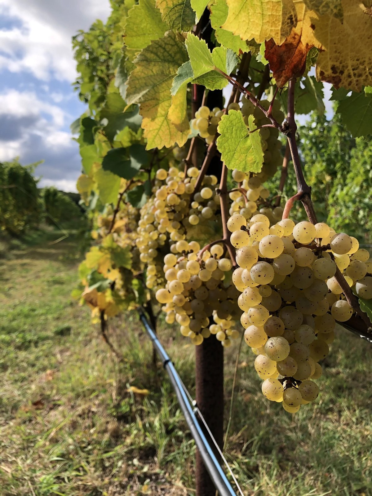 Michigan Wine Company LLC