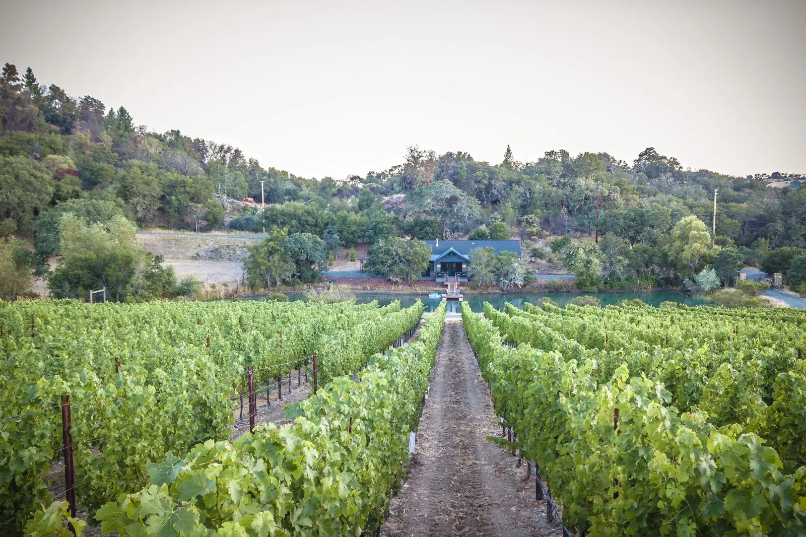 Bedarra Vineyards