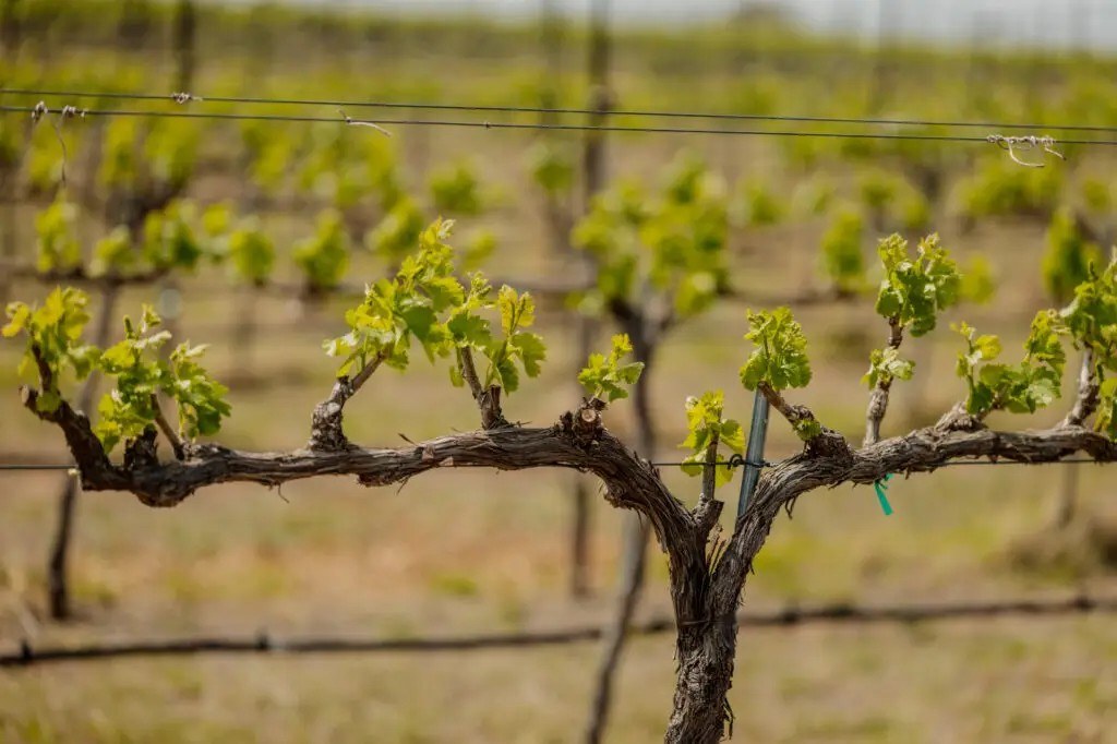 Uplift Vineyard