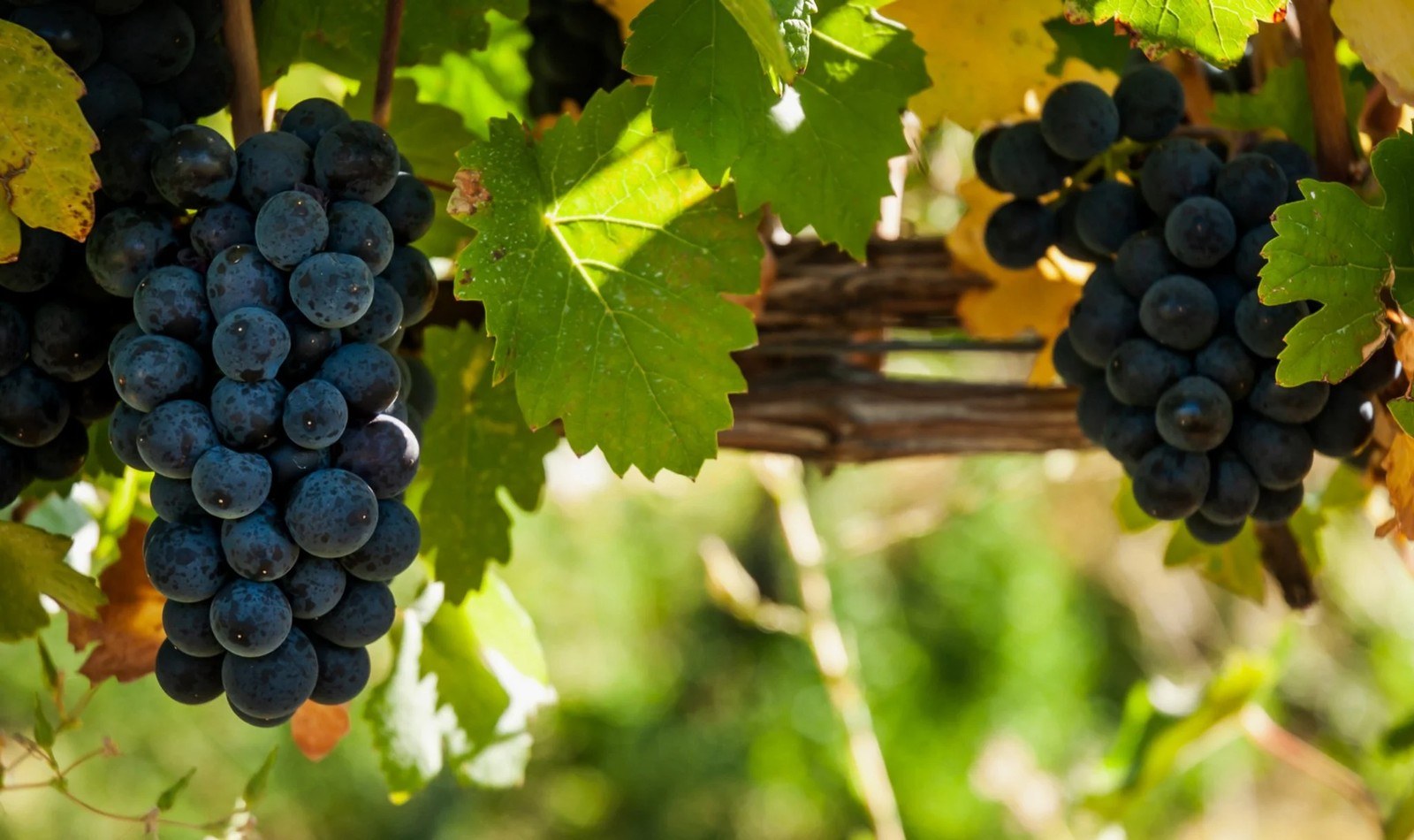 Qutori Wines