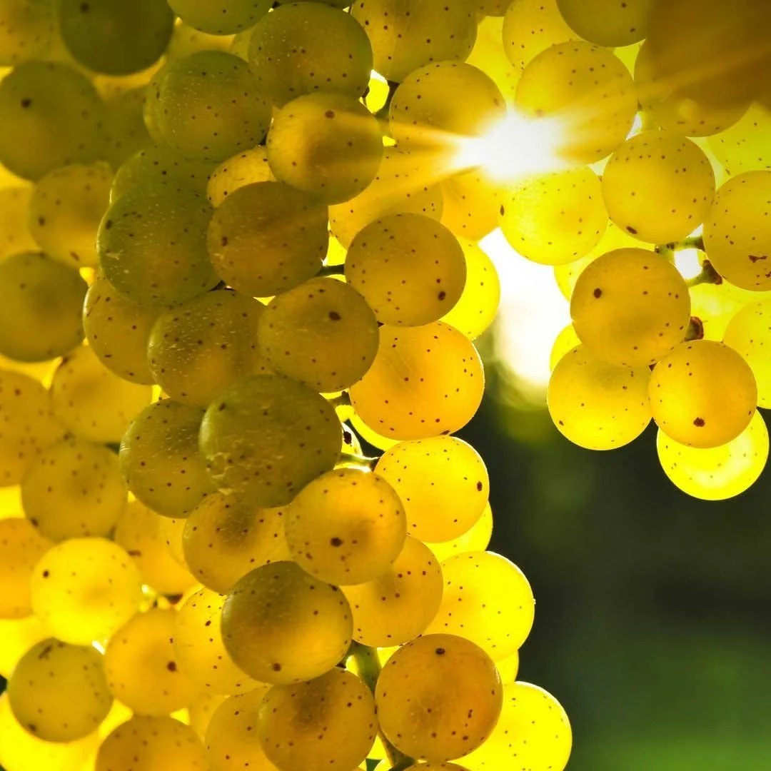 Notaviva Vineyards