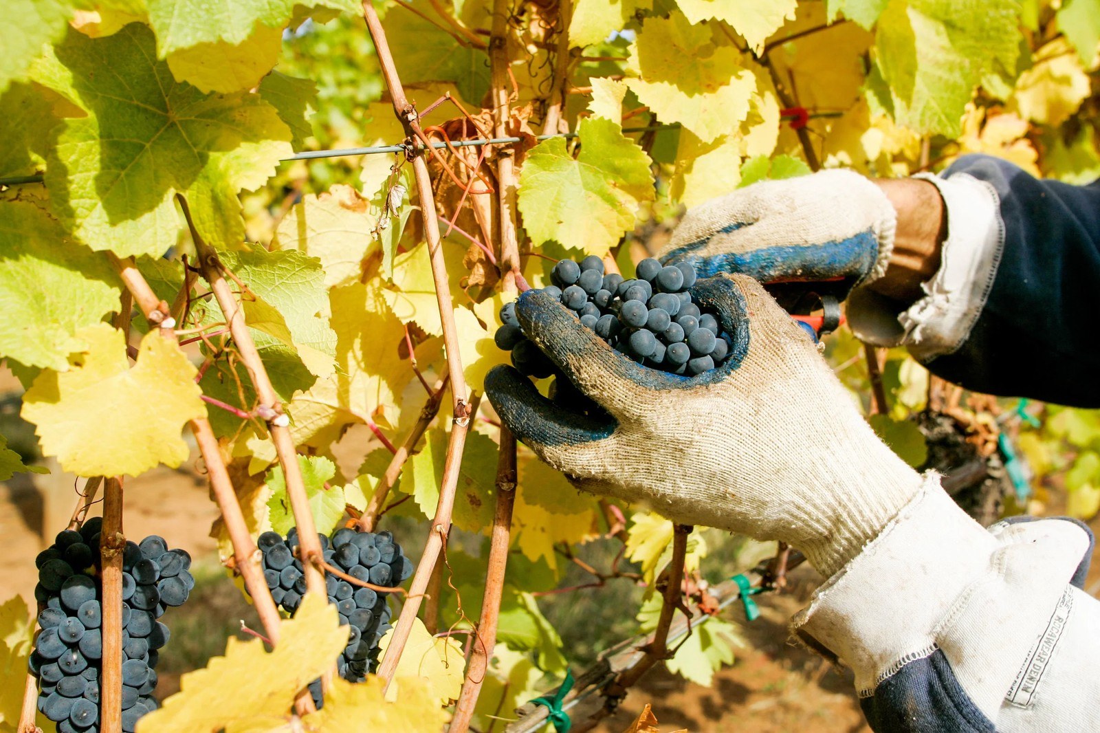 Phelps Creek Vineyards
