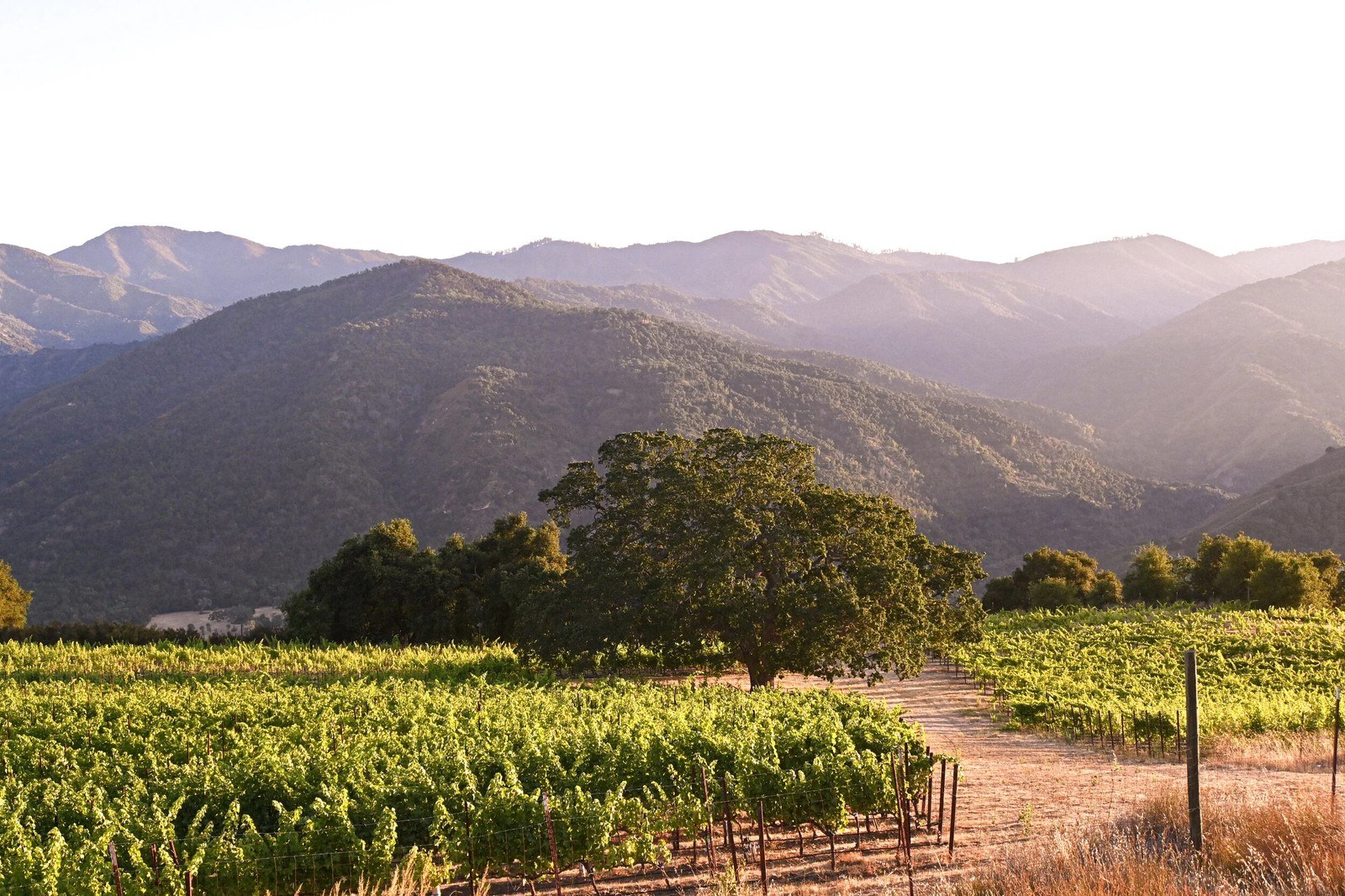 Tira Nanza Wines