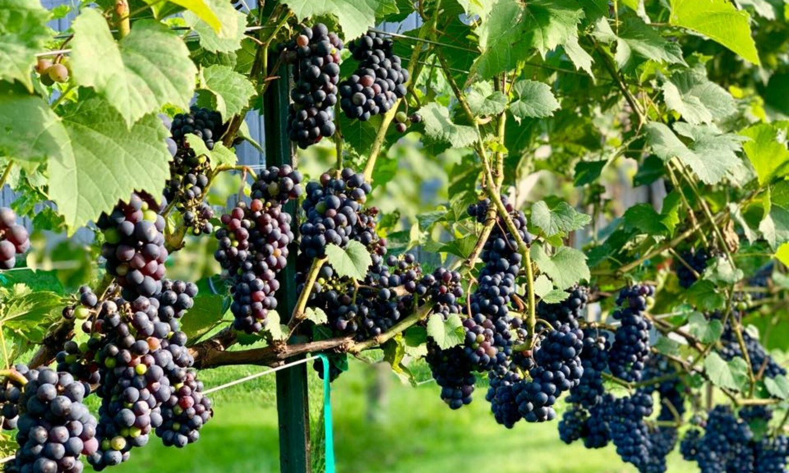 Hillis' Sugarbush Farm and Vineyard