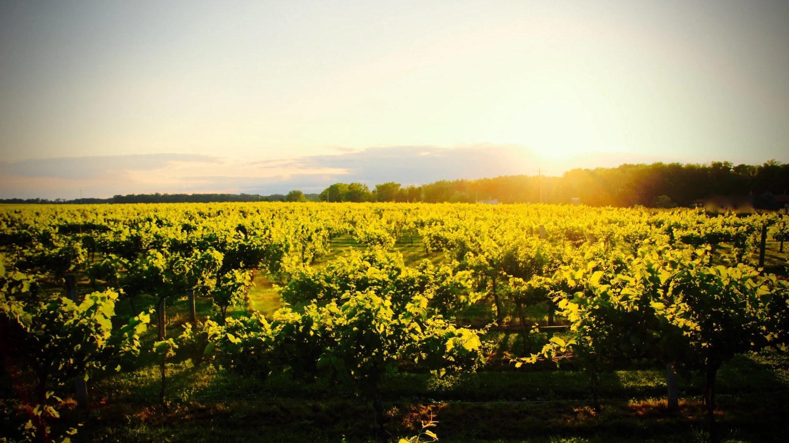 Sleepy Creek Winery