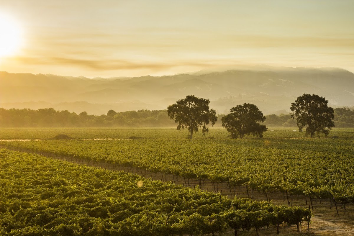 Rivino Winery