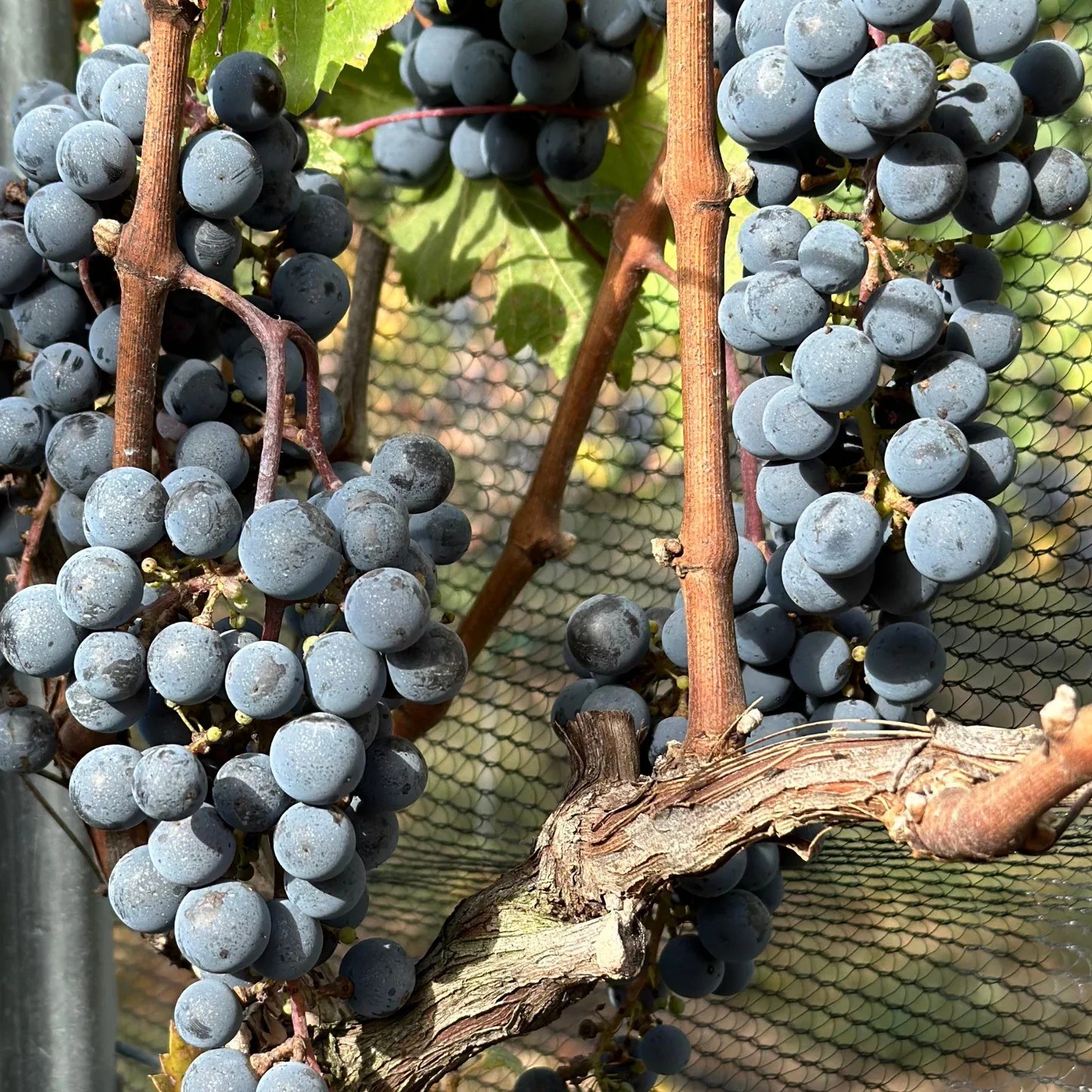 Rienzi Estate Vineyard & Winery, LLC