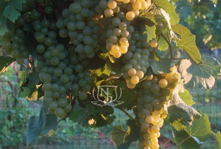 Nighthawk Vineyard & Winery L.L.C.