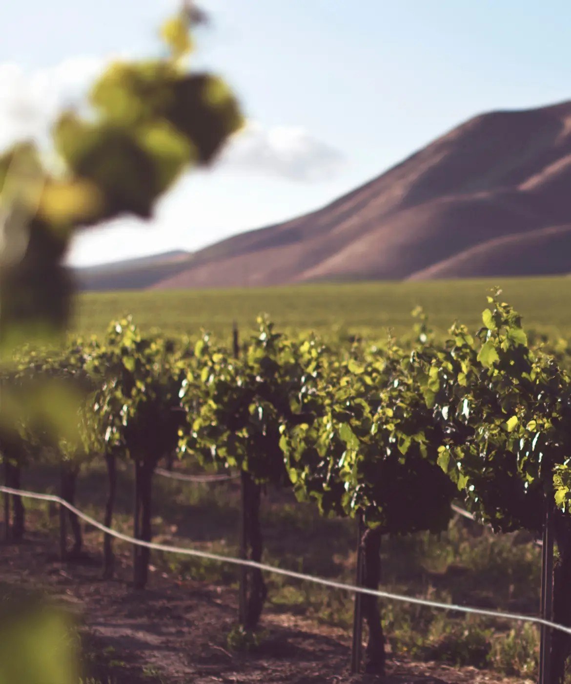Birds and Barrels Vineyards and Winery, LLC