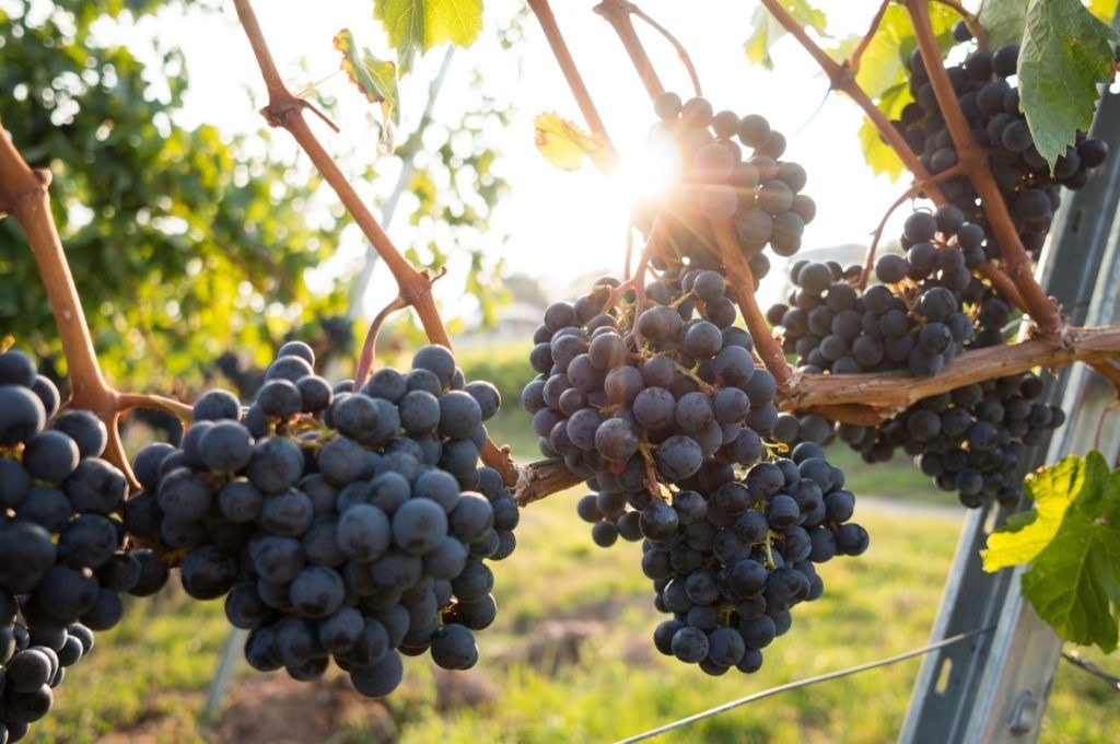 Rich Harvest Vineyard and Winery LLC