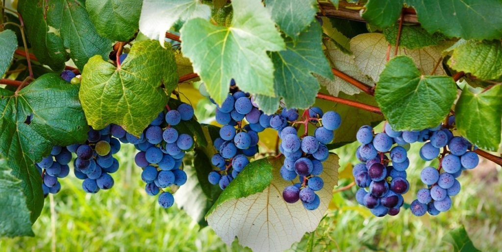 Country Moon Winery