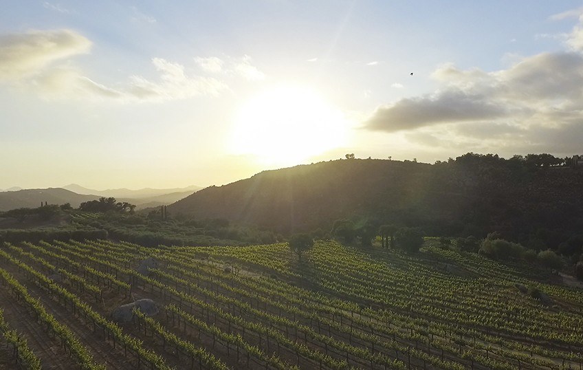 Milagro Vineyards