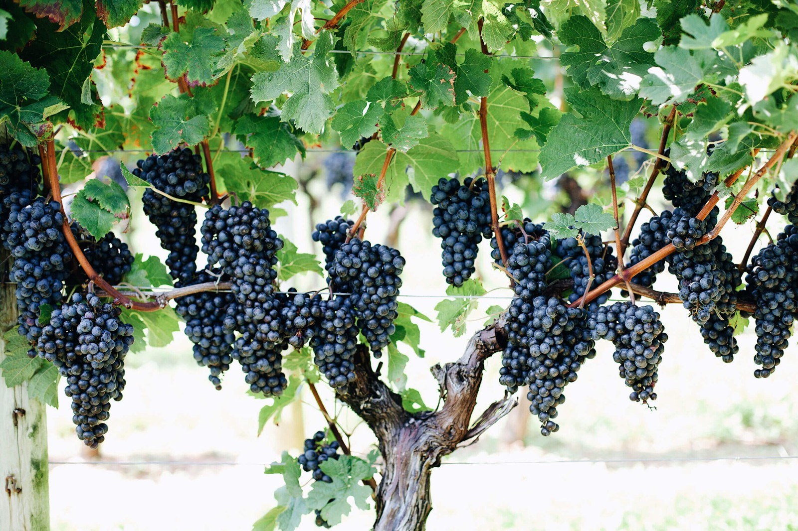 Waltz Vineyards and Winery