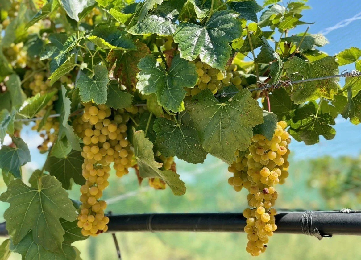Wines of the San Juan