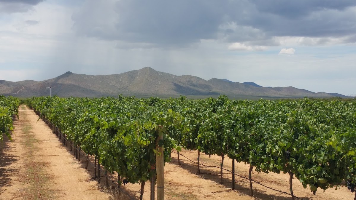 Golden Rule Vineyards
