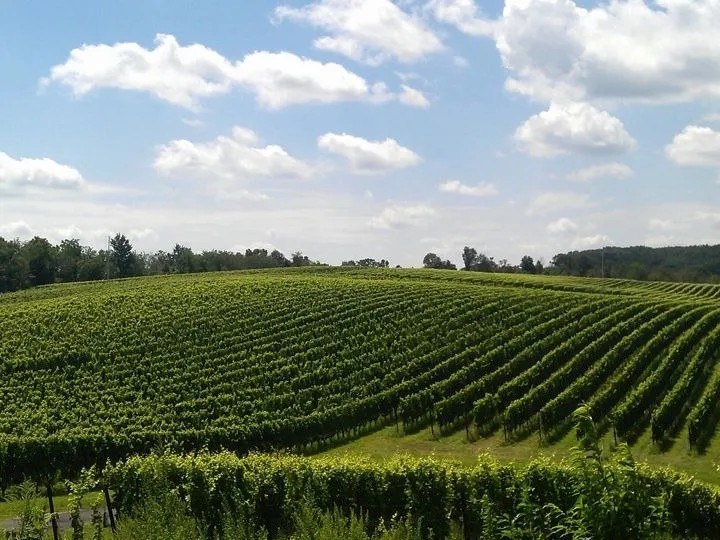 Black Ankle Vineyards
