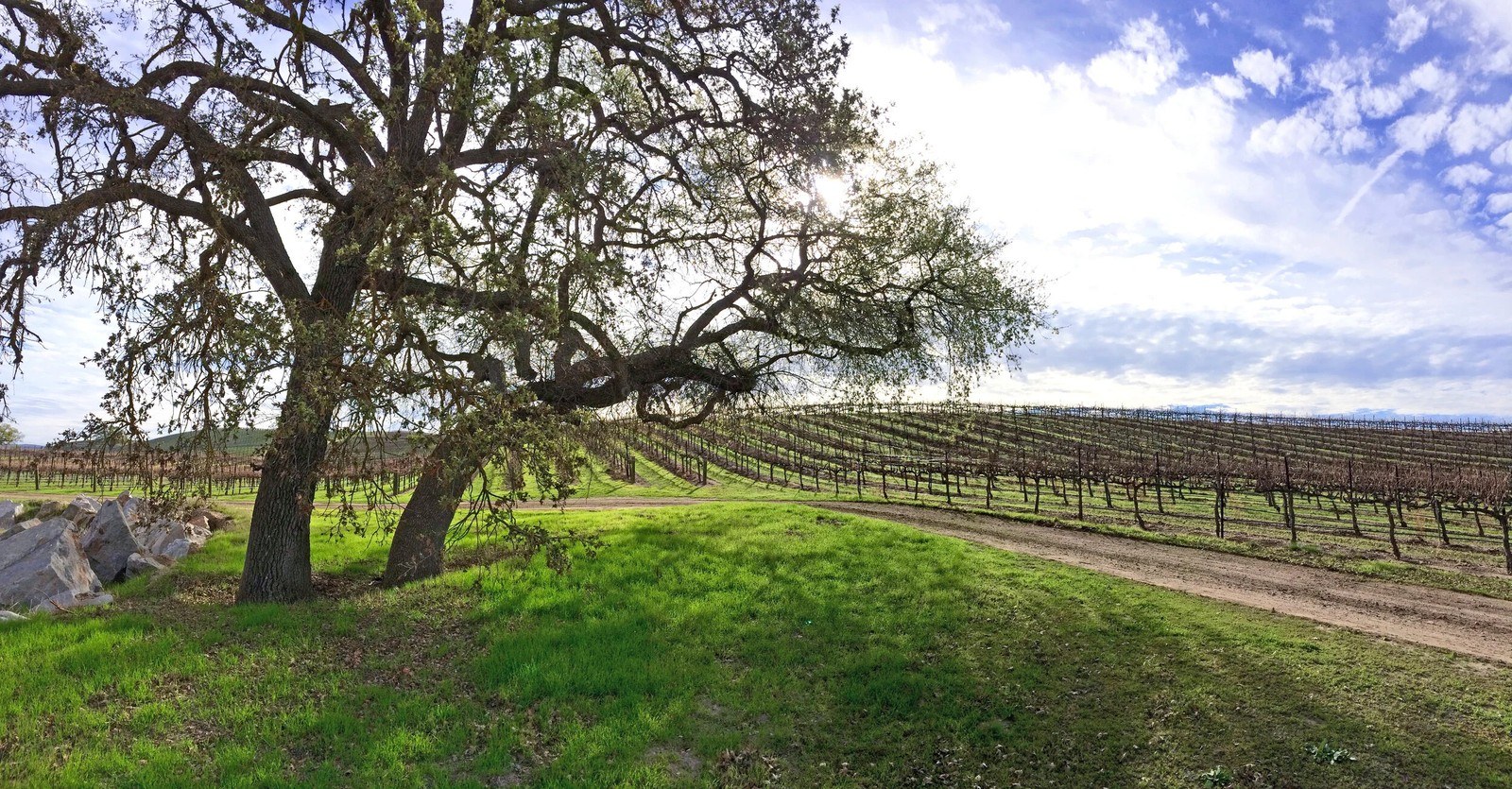 Record Family Wines