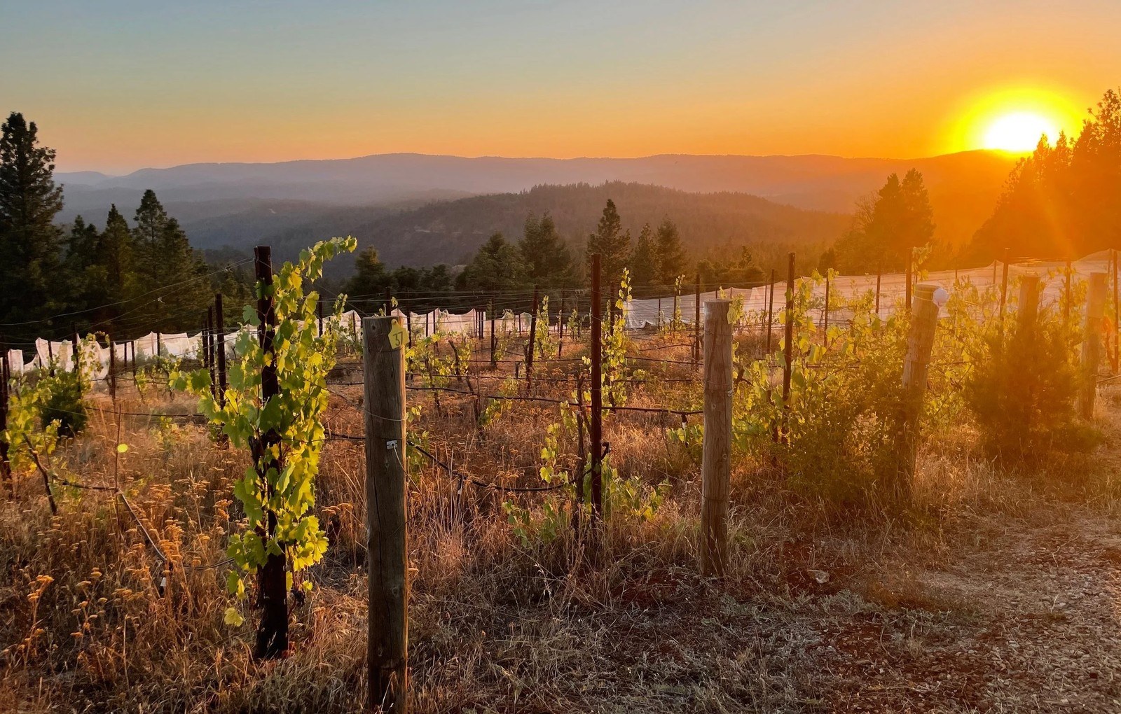 Doolan Wines