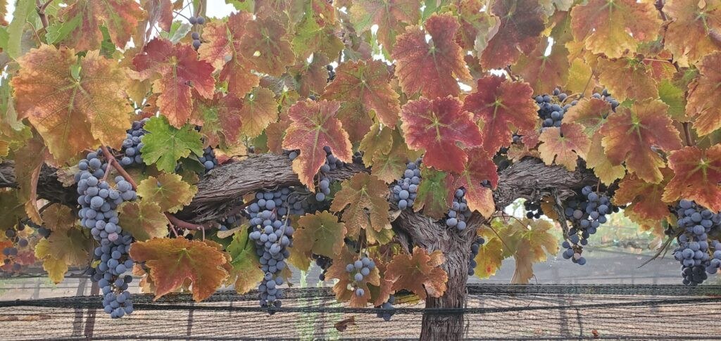 Chuparosa Vineyards