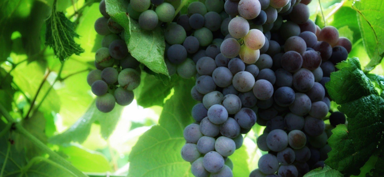 James Arthur Vineyards