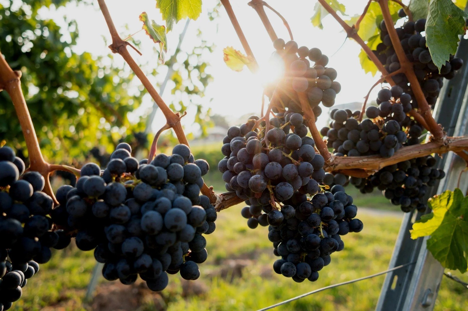 Hawaii Ohana Wines
