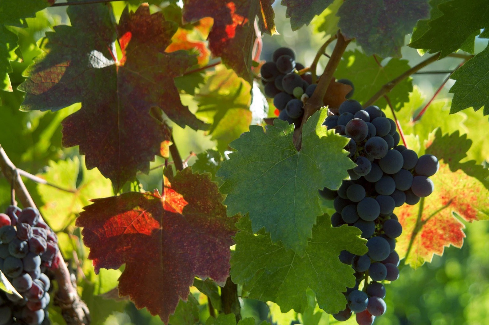 Lindwedel Winery at the Landing