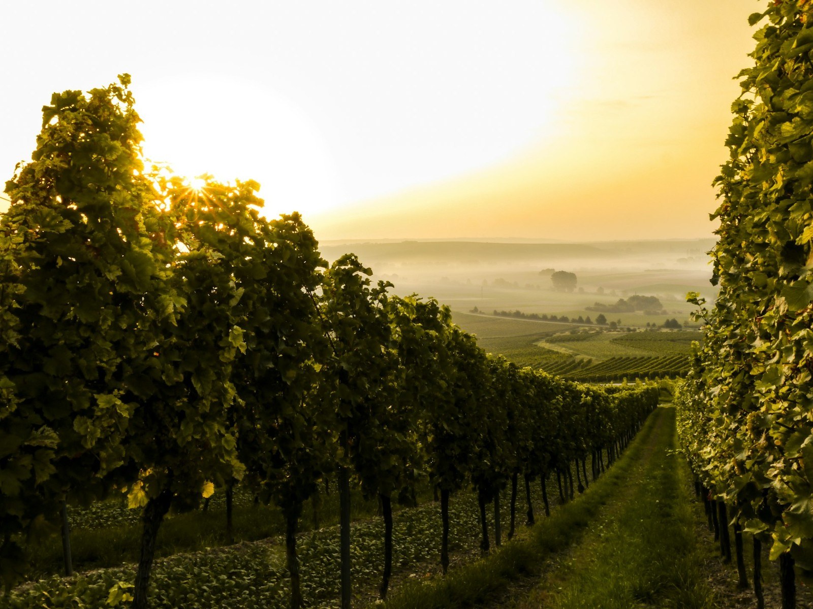 Big Nose Winery, LLC