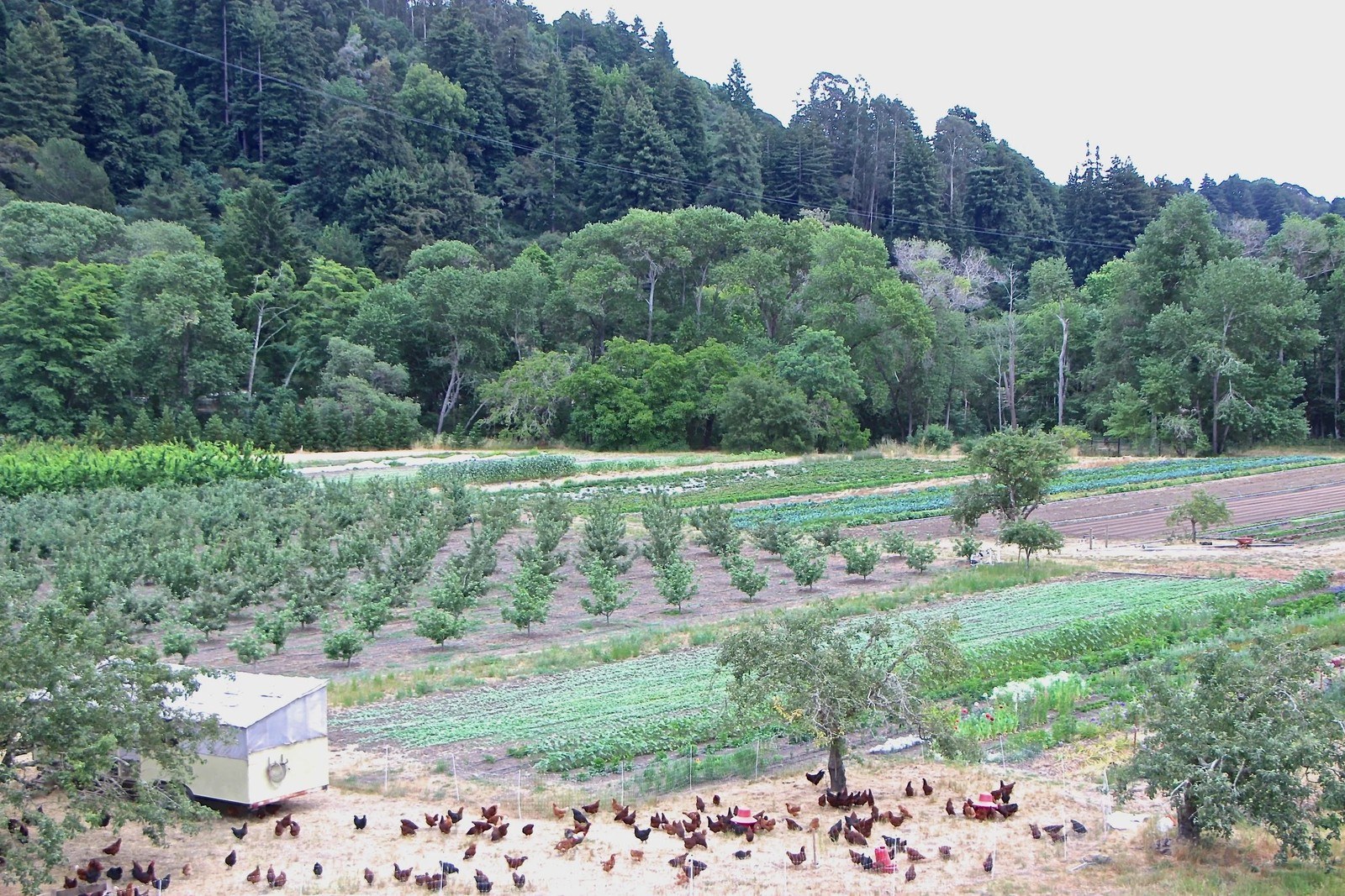 Everett Family Farm, LLC