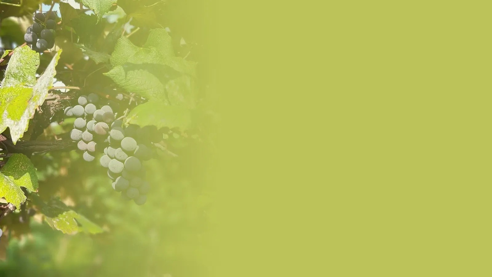Emerita Winery, LLC