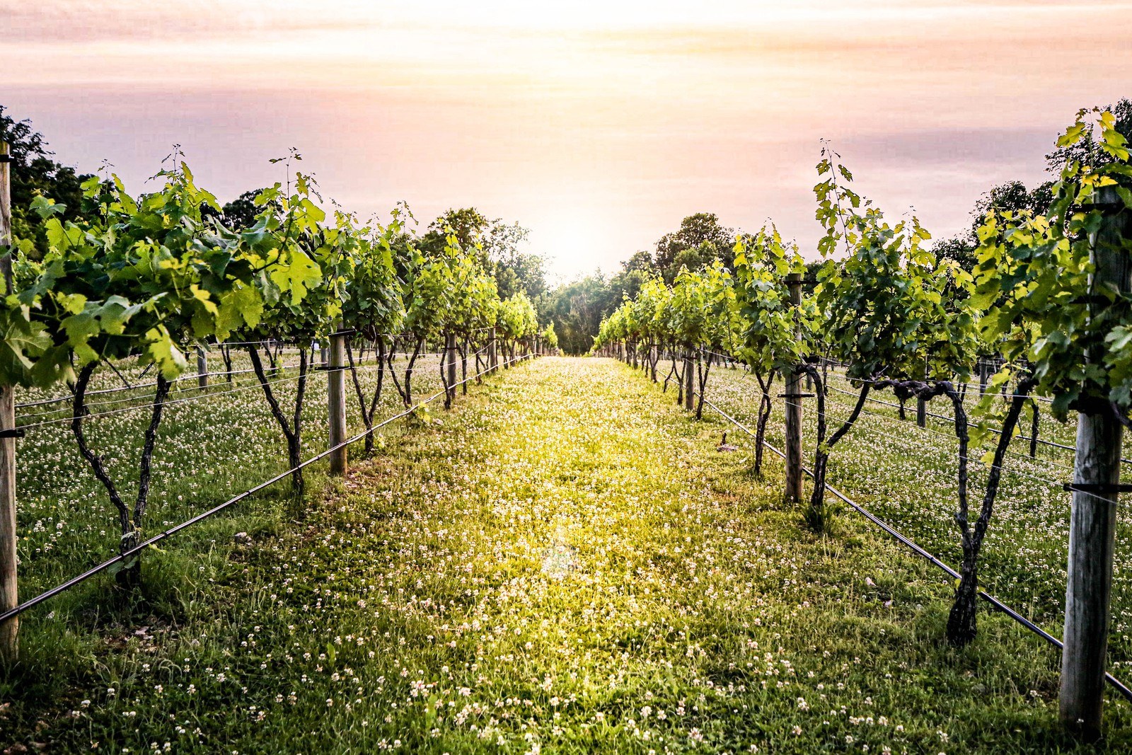 Natchez Hills Winery