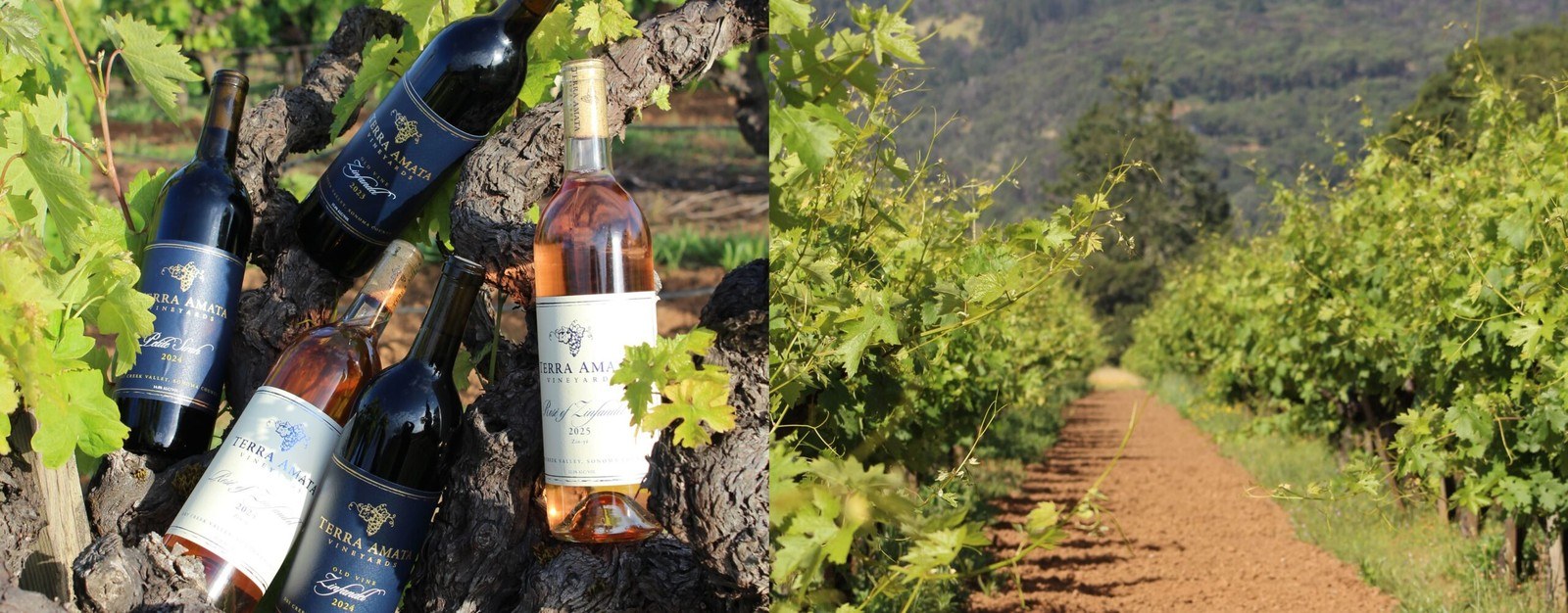 Terra Amata Vineyards