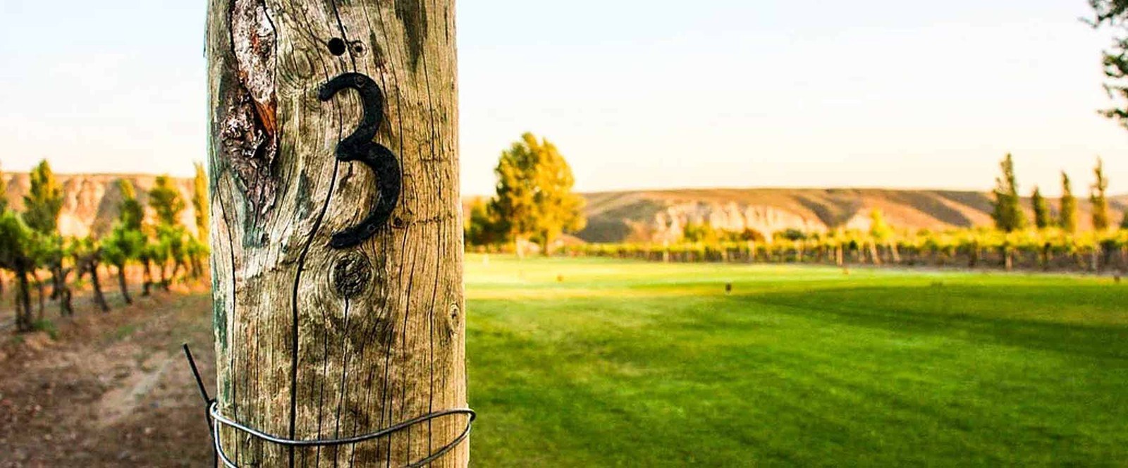 Y Knot Winery