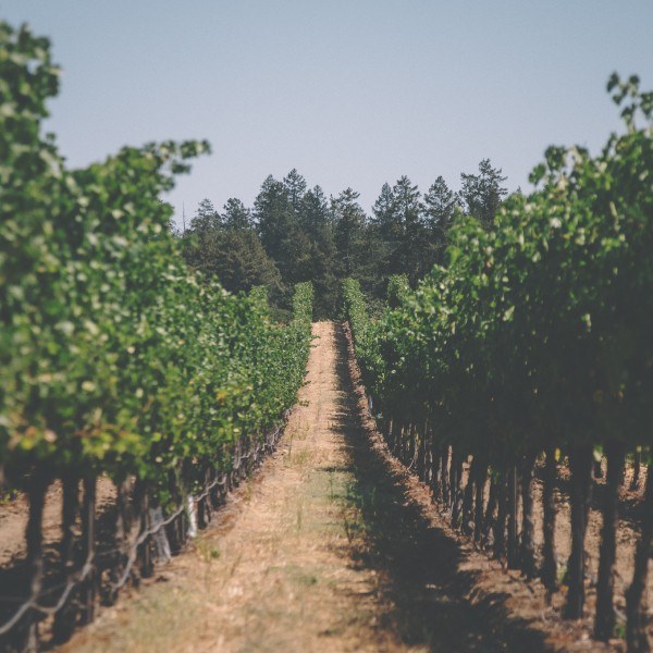 Herzog Wine Cellars Co.