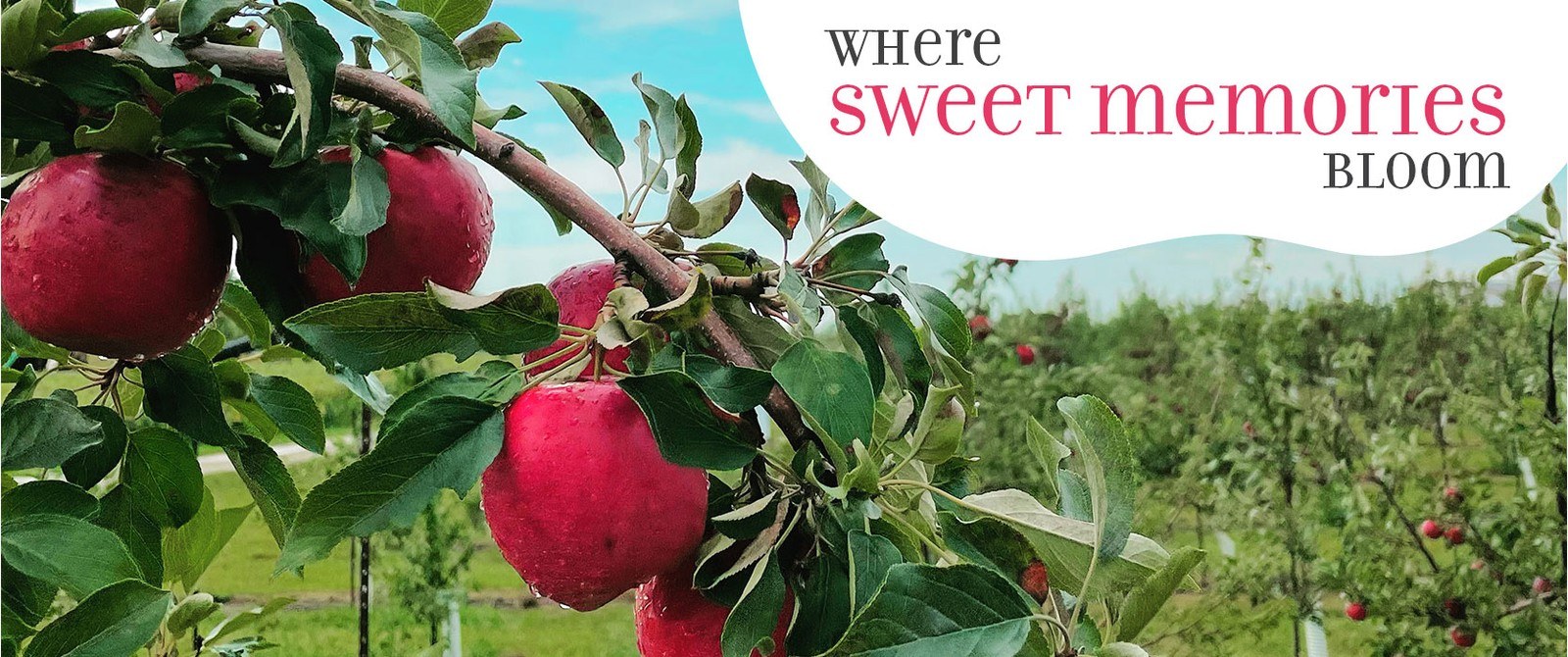 Country Blossom Farm, LLC