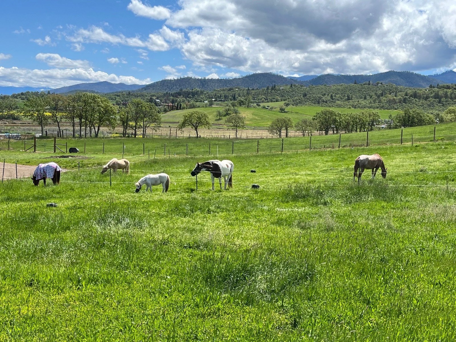 Tesoro Equine and Vine