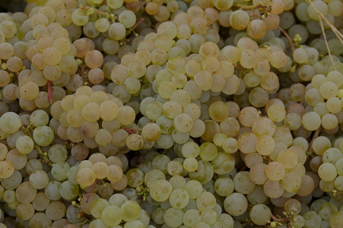 Garvin Heights Vineyards LLC