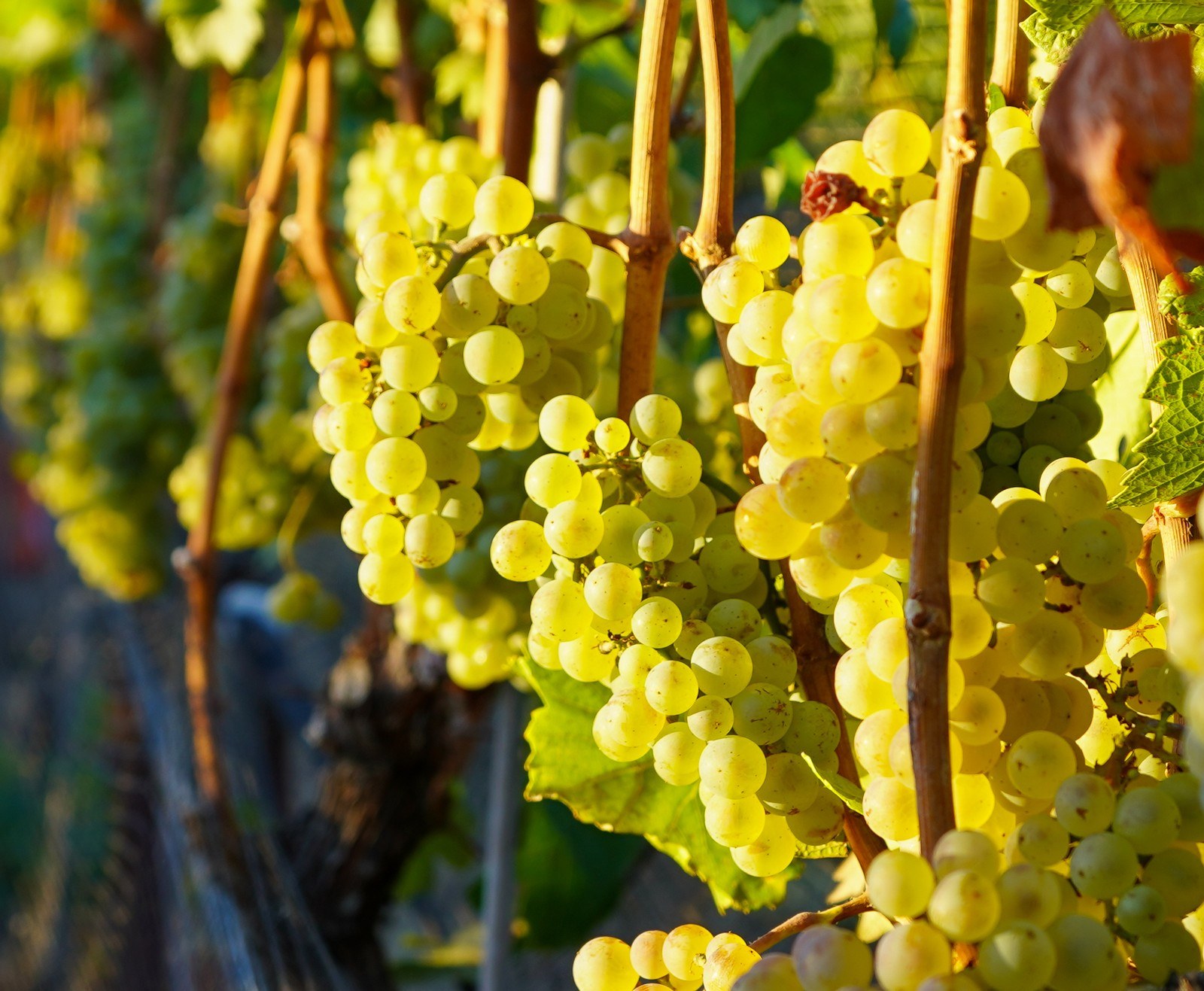 Stave & Stone Winery