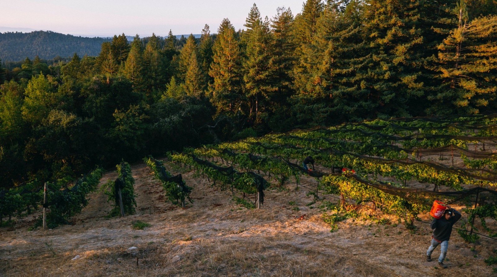 Madson Wines