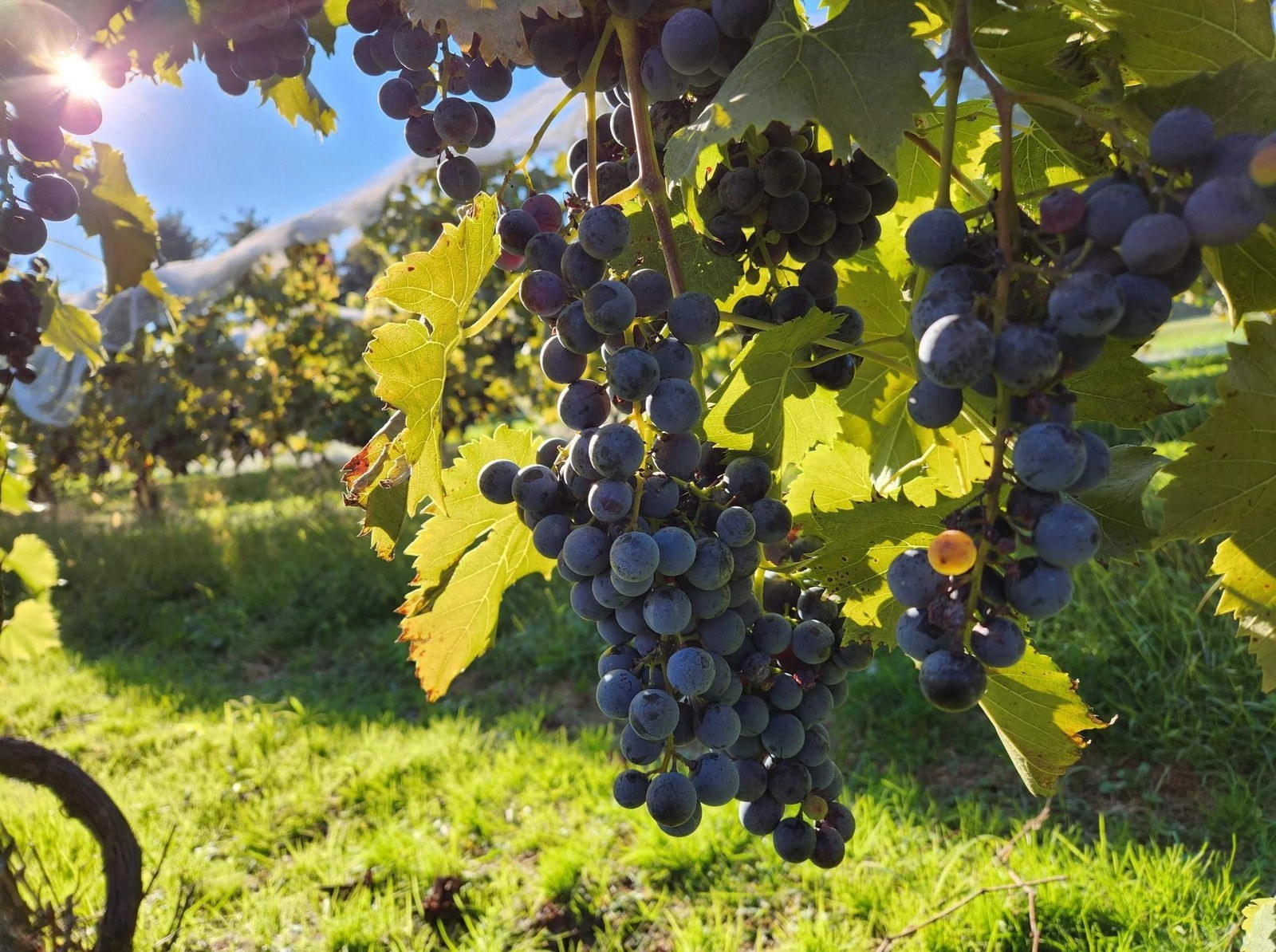 Wycombe Vineyards & Winery