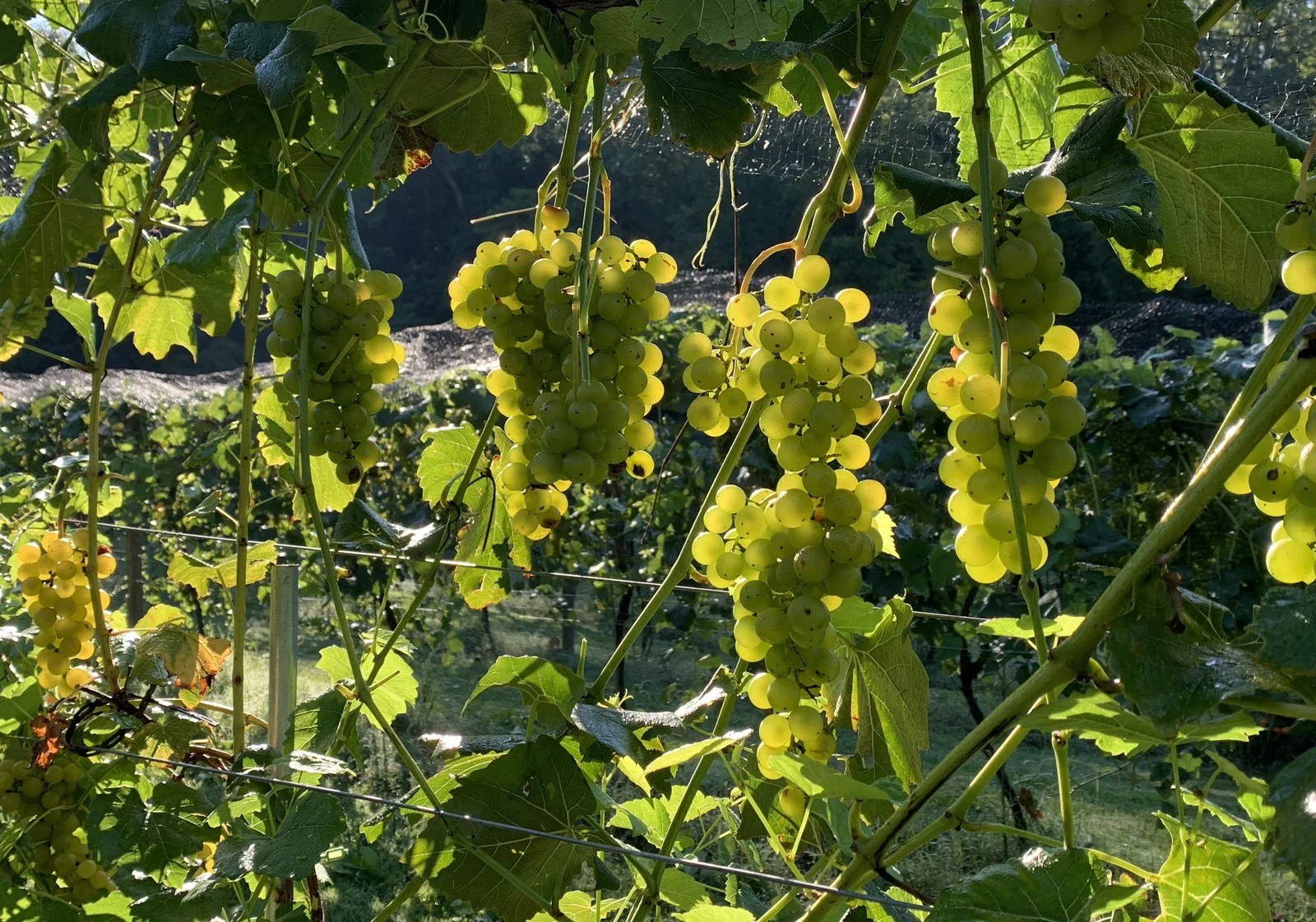 RedTail Mountain Vineyards,Inc