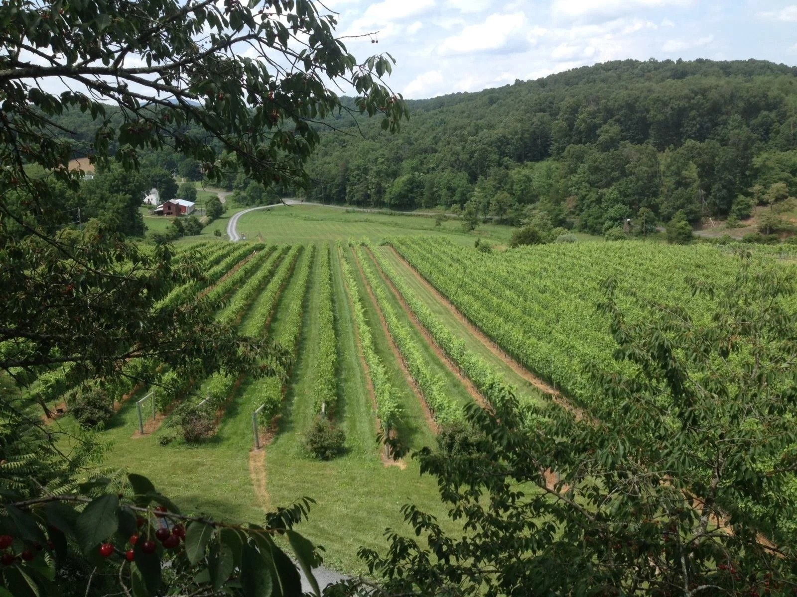 Cave Ridge Vineyard, LLC