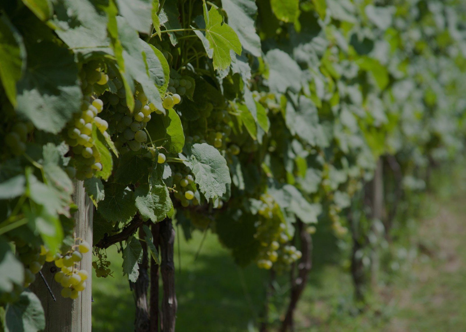 Twelve Oaks Vineyard