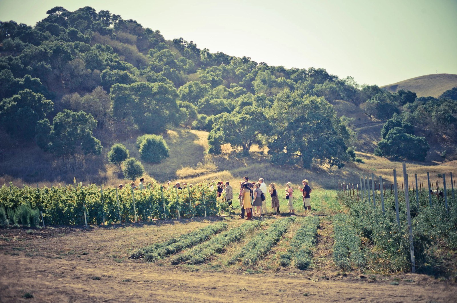 Popelouchum Estate