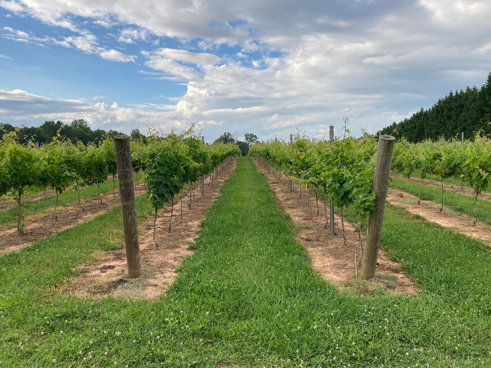 Sotrio Vineyards & Winery