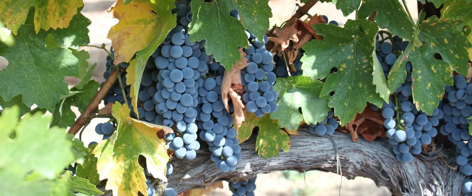 Seven Angels Cellars