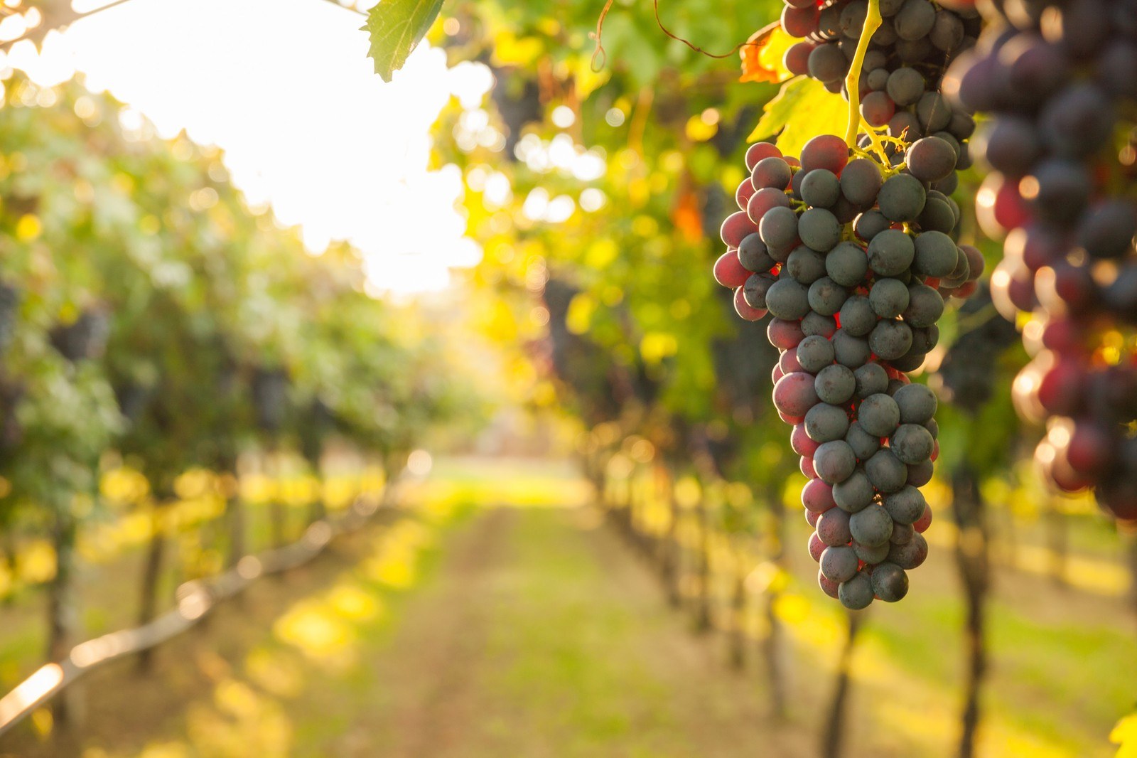 Buckley Farms and Vineyard