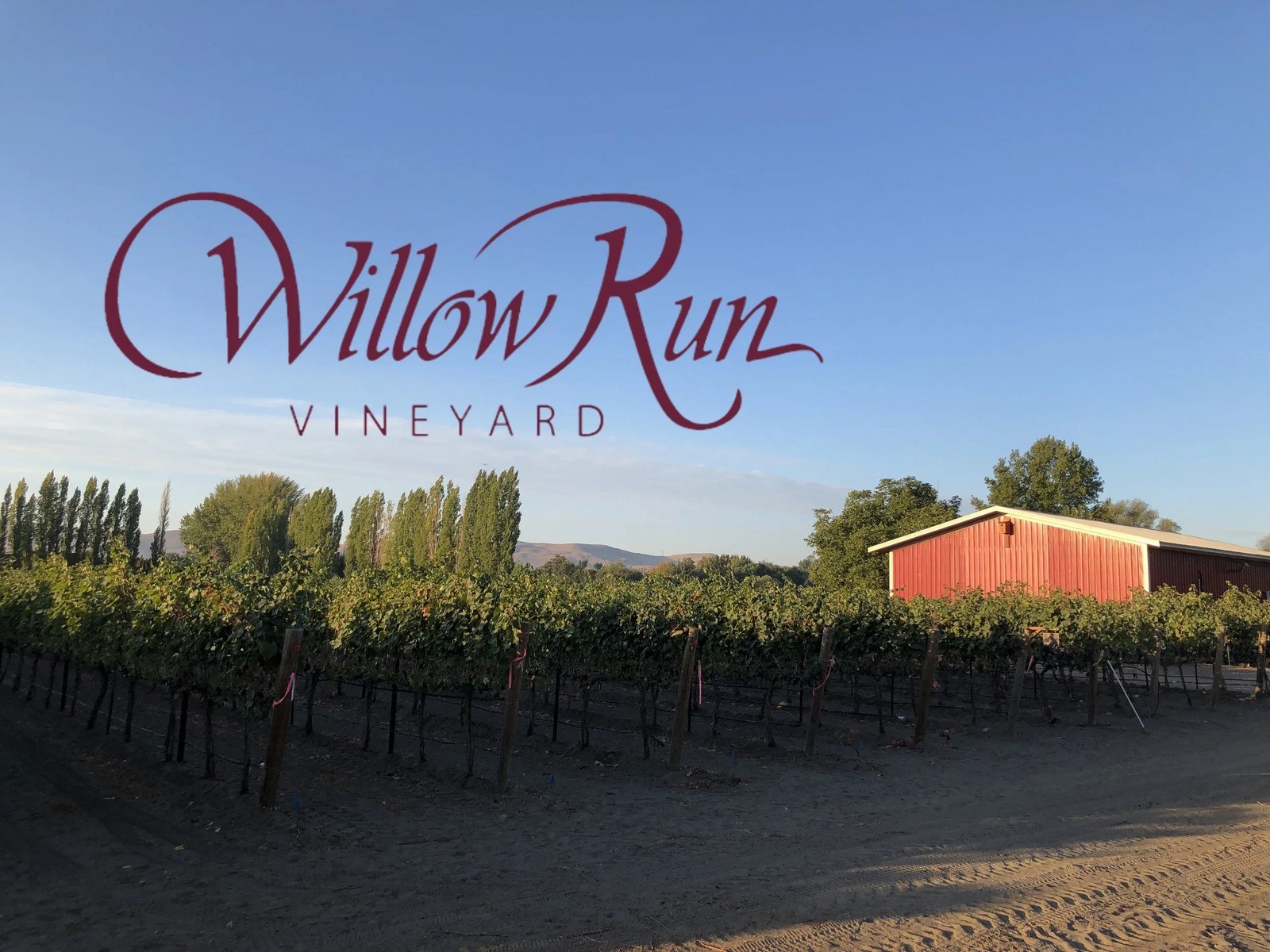 Willow Run Vineyard