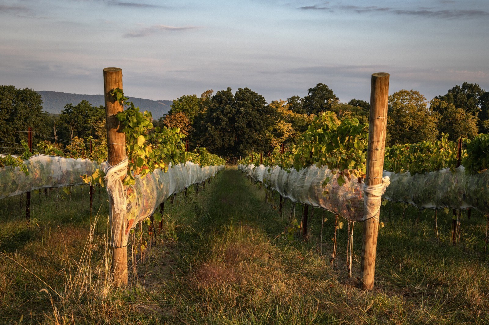 Domaine Fortier