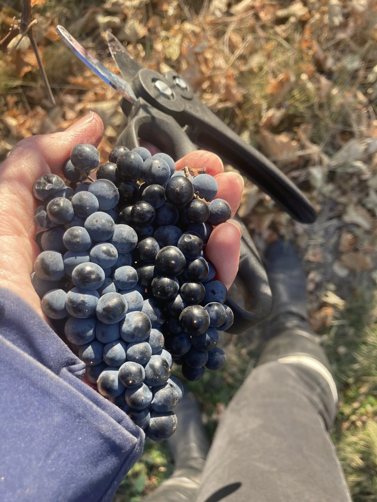 Kesselring Vineyards, LLLP